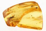 Detailed Fossil Wasp and True Midge in Baltic Amber #275455-1